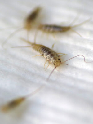 Ofenfische