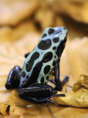 Dendrobates tinctorius Sipaliwini lime green
