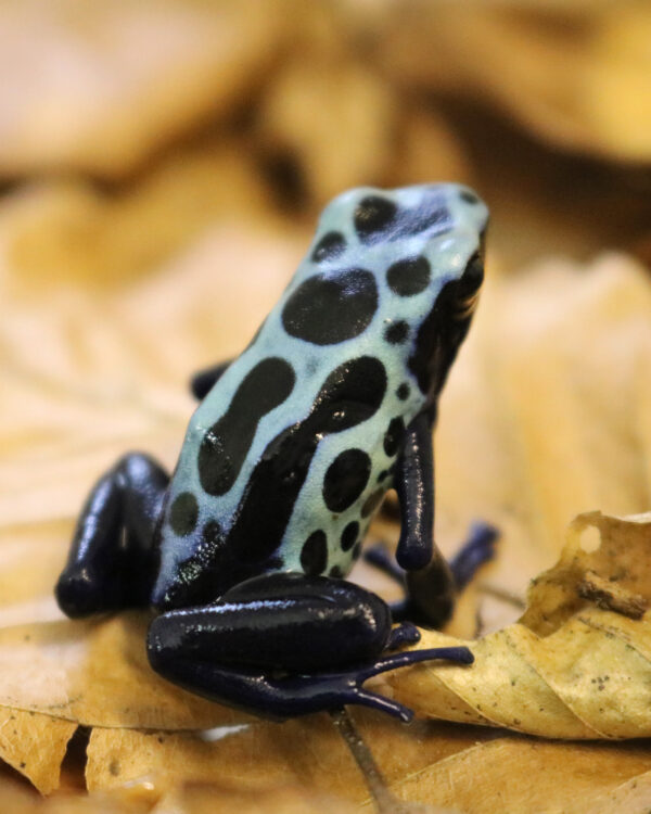 Dendrobates tinctorius Sipaliwini lime green