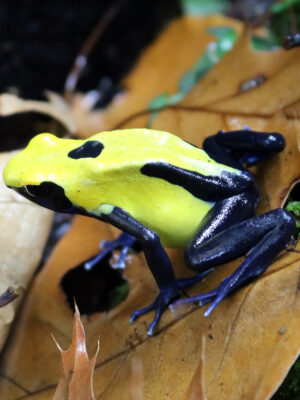 Dendrobates tinctorius Citronella