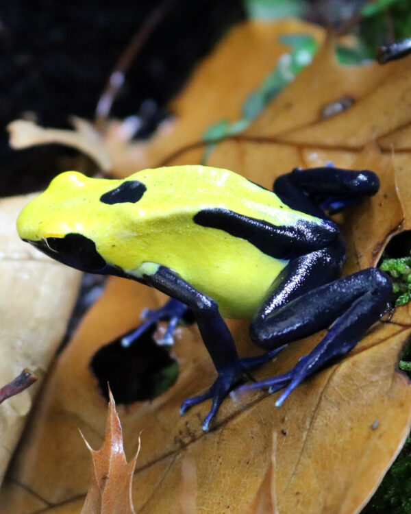 Dendrobates tinctorius Citronella