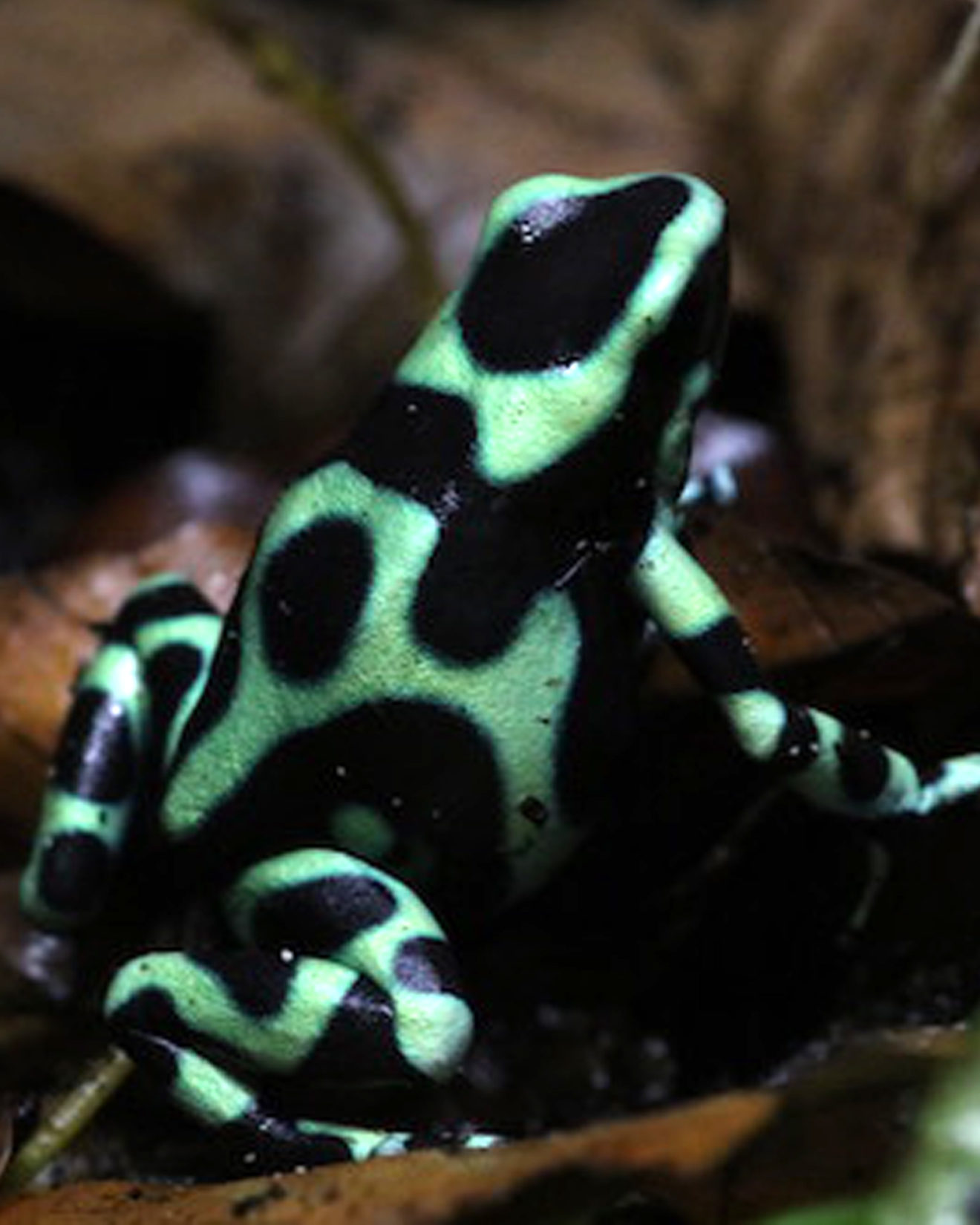 Dendrobates auratus Nominat ToxFrogs Shop