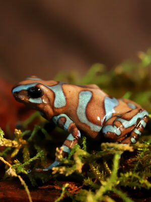 Dendrobates auratus Birkhahn