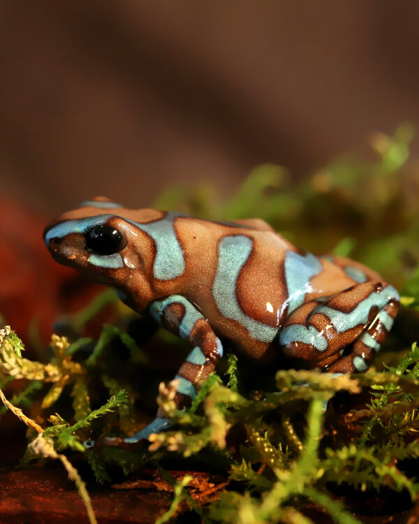 Dendrobates auratus Birkhahn