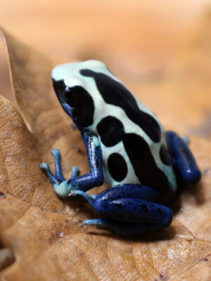 Dendrobates tinctorius Oyapock adult