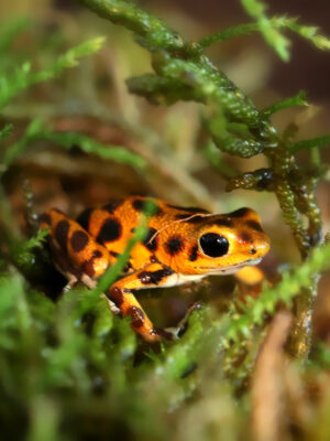 Oophaga pumilio Bastimentos  RFB Jungtier