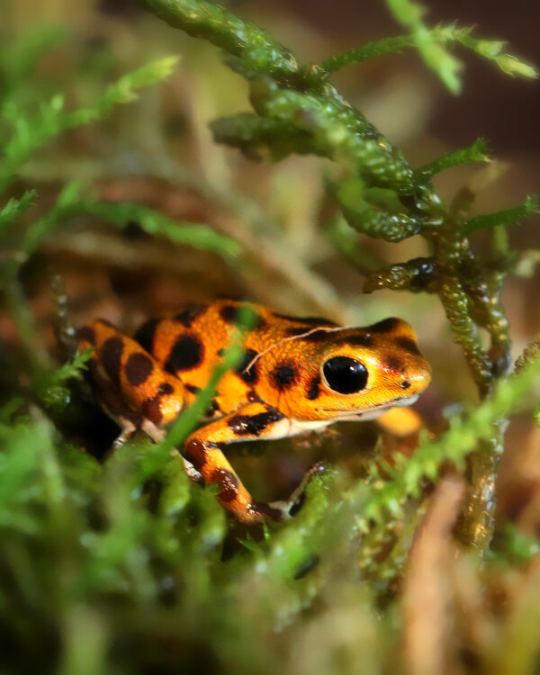 Oophaga pumilio Bastimentos  RFB Jungtier