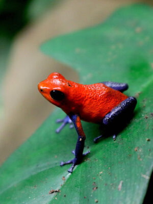 Oophaga pumilio blue jeans 1,1
