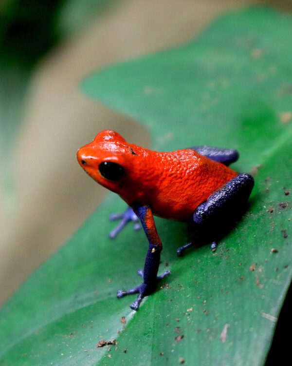 Oophaga pumilio blue jeans 1,1