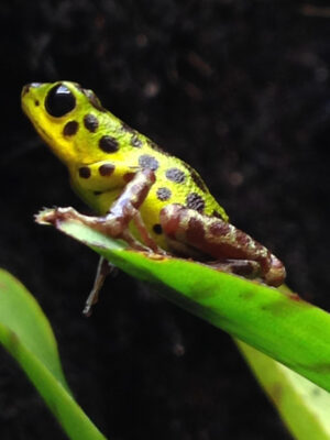 Oophaga pumilio colon 0,1,0 adult