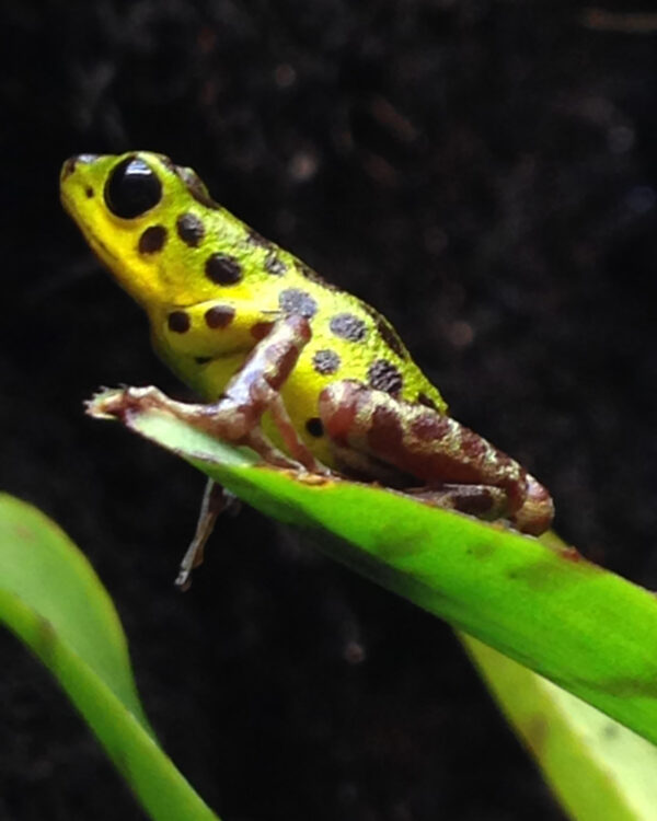 Oophaga pumilio colon 0,1,0 adult