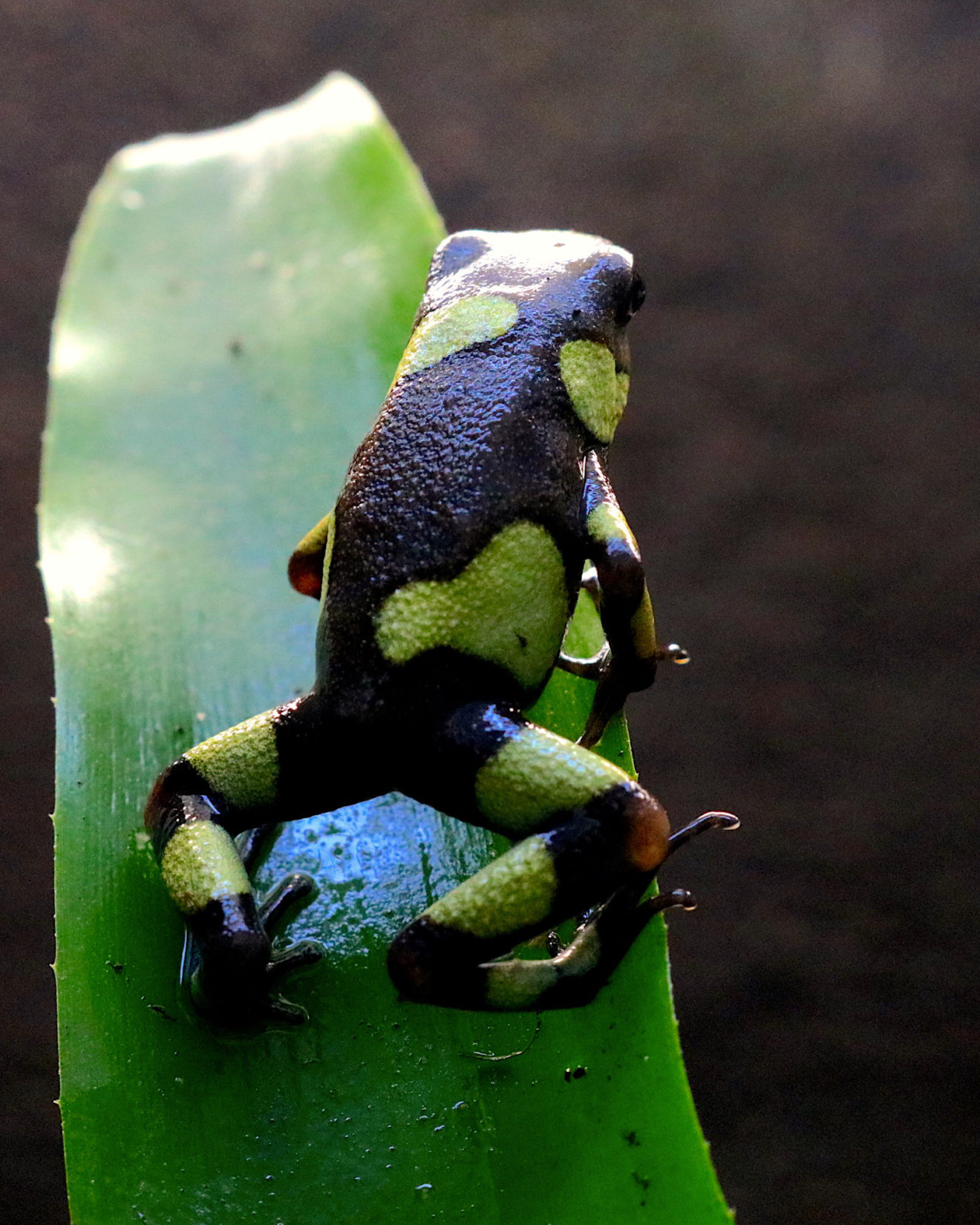 Oophaga histrionica green 1,1 legend ToxFrogs Shop