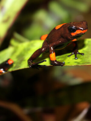 Oophaga histionica "Bullseye" Jungtier