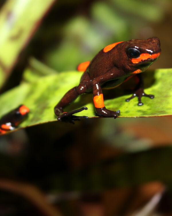 Oophaga histionica "Bullseye" Jungtier