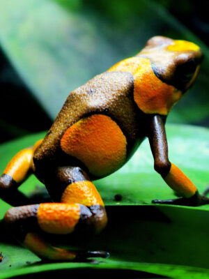 Oophaga histrionica "Tado"
