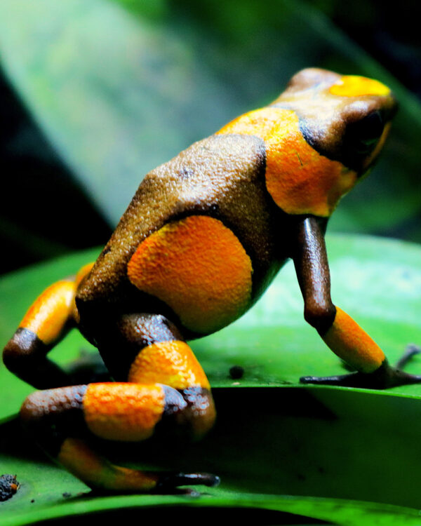 Oophaga histrionica "Tado"