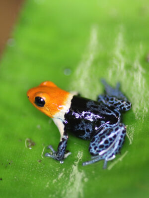 Ranitomeya fantastica "true nominat" Jungtier