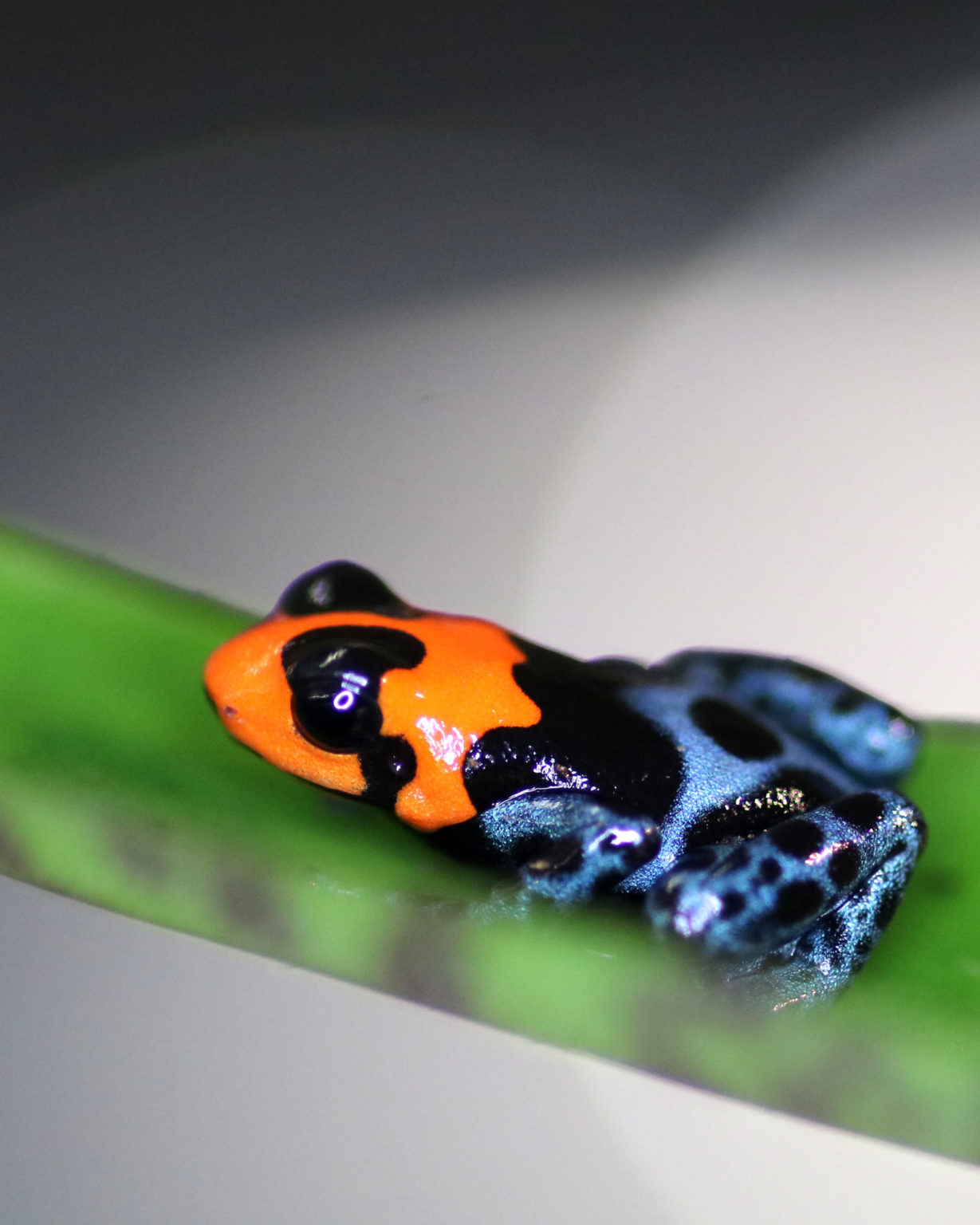 Ranitomeya benedicta ”Pampa Hermosa“ adult ToxFrogs Shop