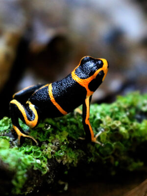 Ranitomeya summersi 0,0,1