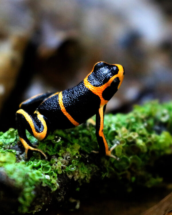 Ranitomeya summersi 0,0,1
