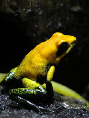 Phyllobates Bicolor