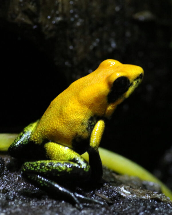 Phyllobates Bicolor