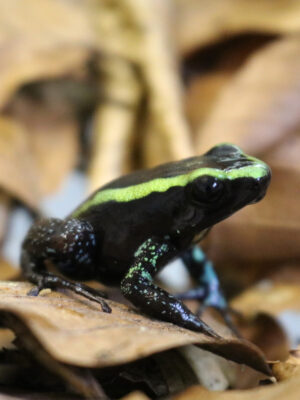 Phyllobates aurotaenia adult