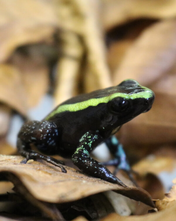 Phyllobates aurotaenia adult