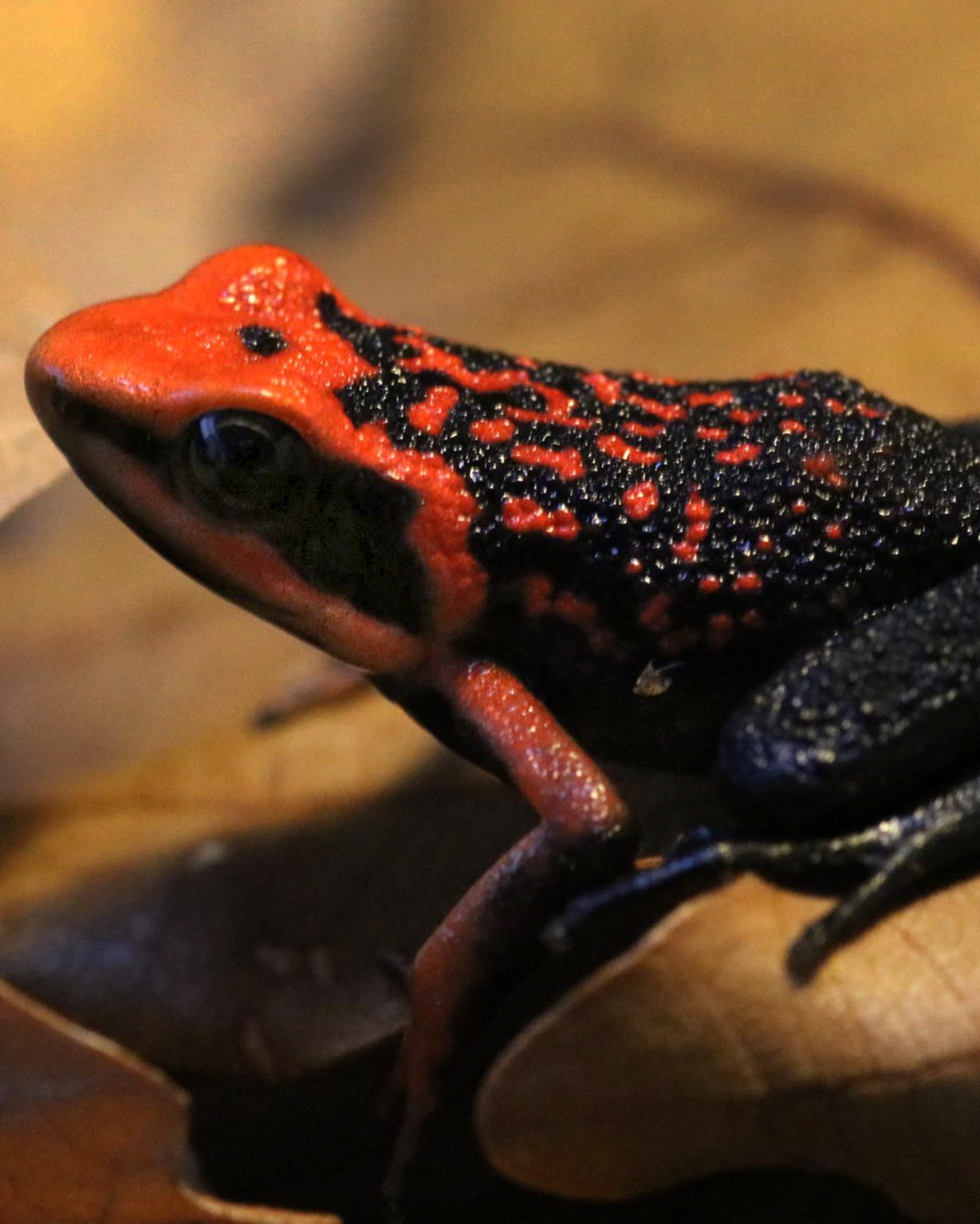 Ameerega silverstonei ToxFrogs Shop