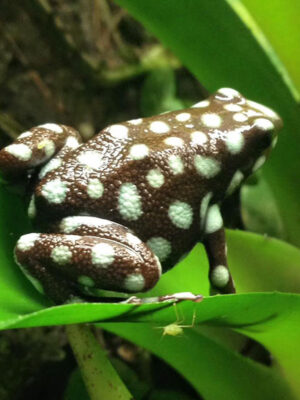 Excidobates mysteriosus