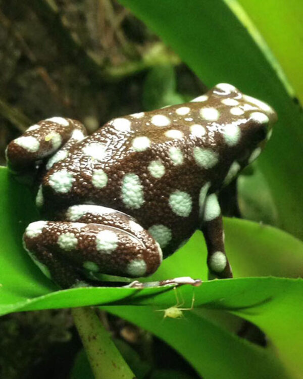 Excidobates mysteriosus