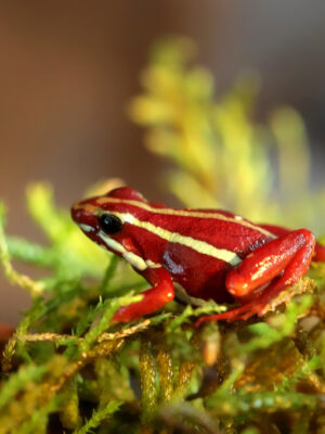 Epipedobates Anthonyi semi adult / adult
