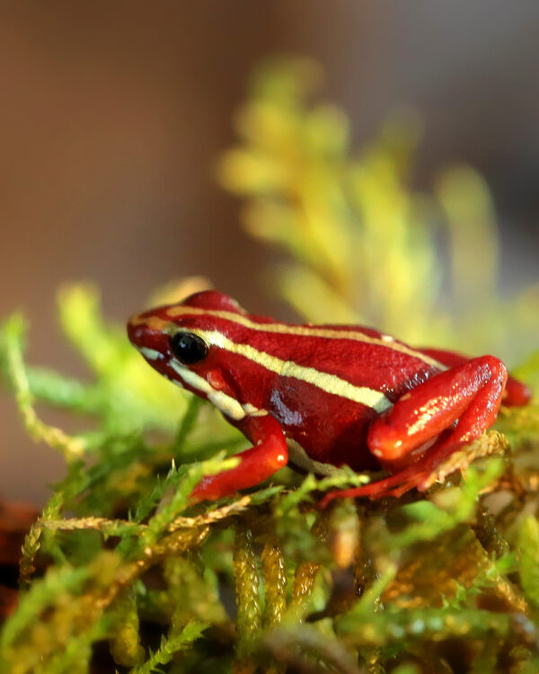 Epipedobates Anthonyi semi adult / adult