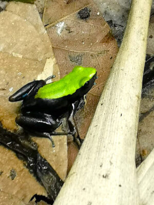 Mantella laevigata