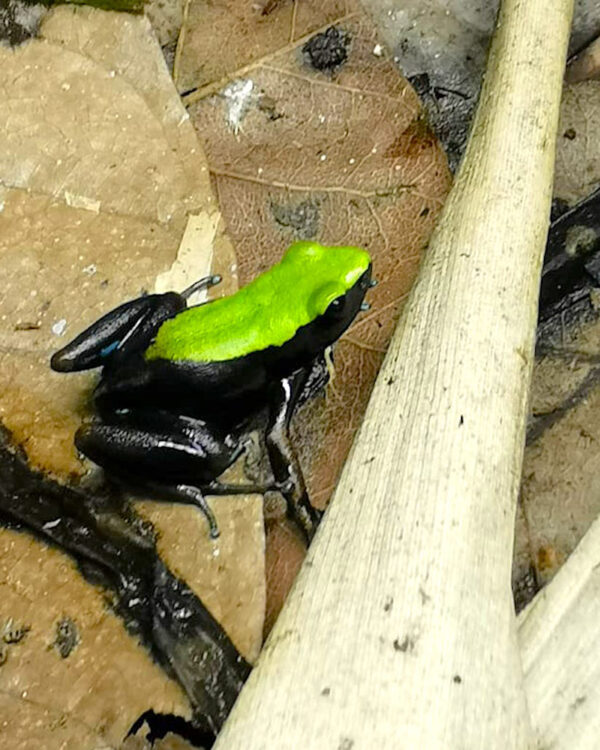Mantella laevigata