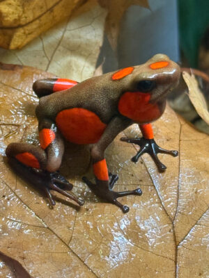 Oophaga histrionica "Quibdo" Jungtier
