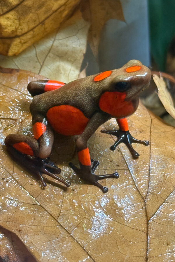 Oophaga histrionica "Quibdo" Jungtier