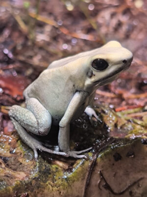 Phyllobates Terribilis mint semi adult