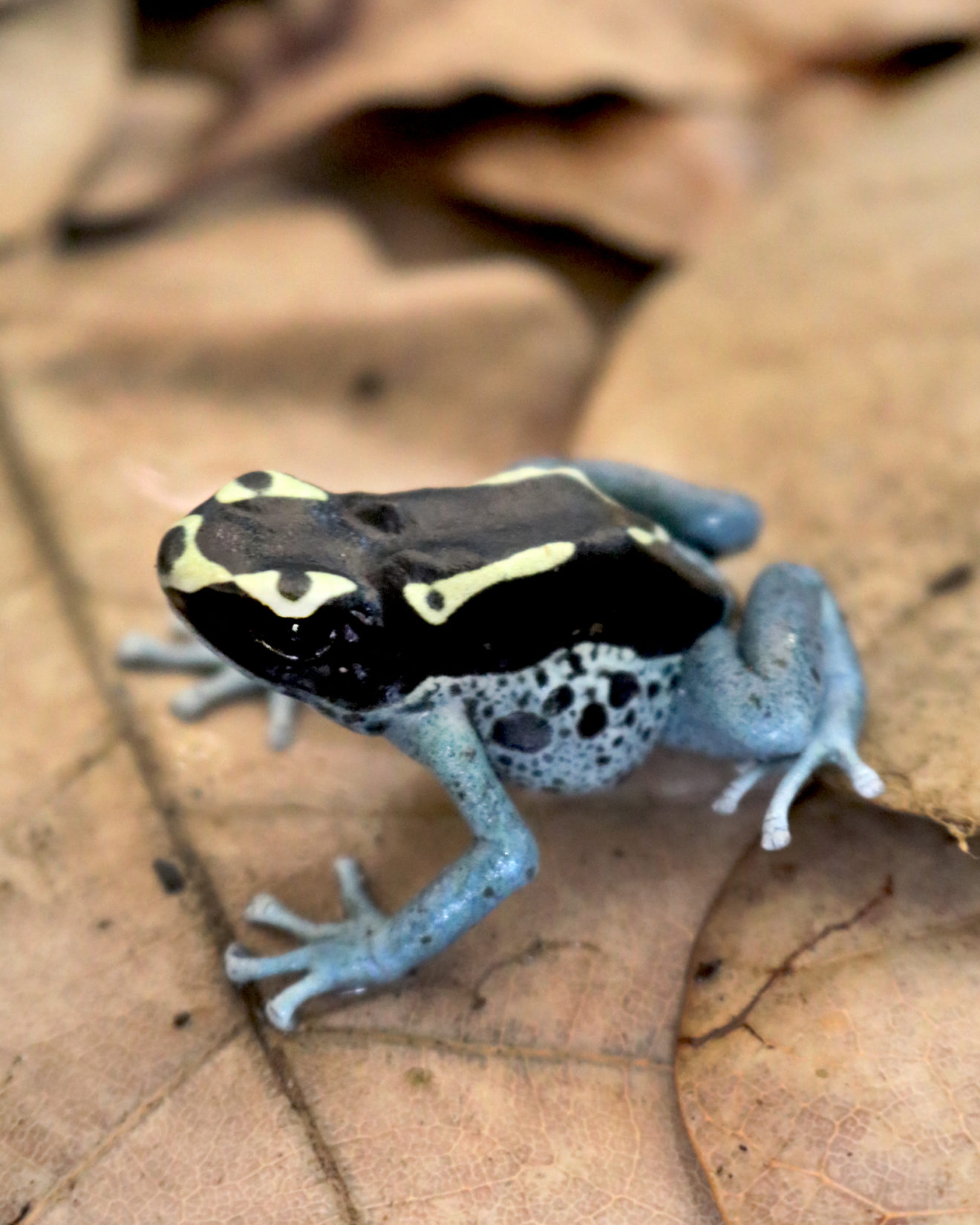 Dendrobates tinctorius Graubeiner ToxFrogs Shop
