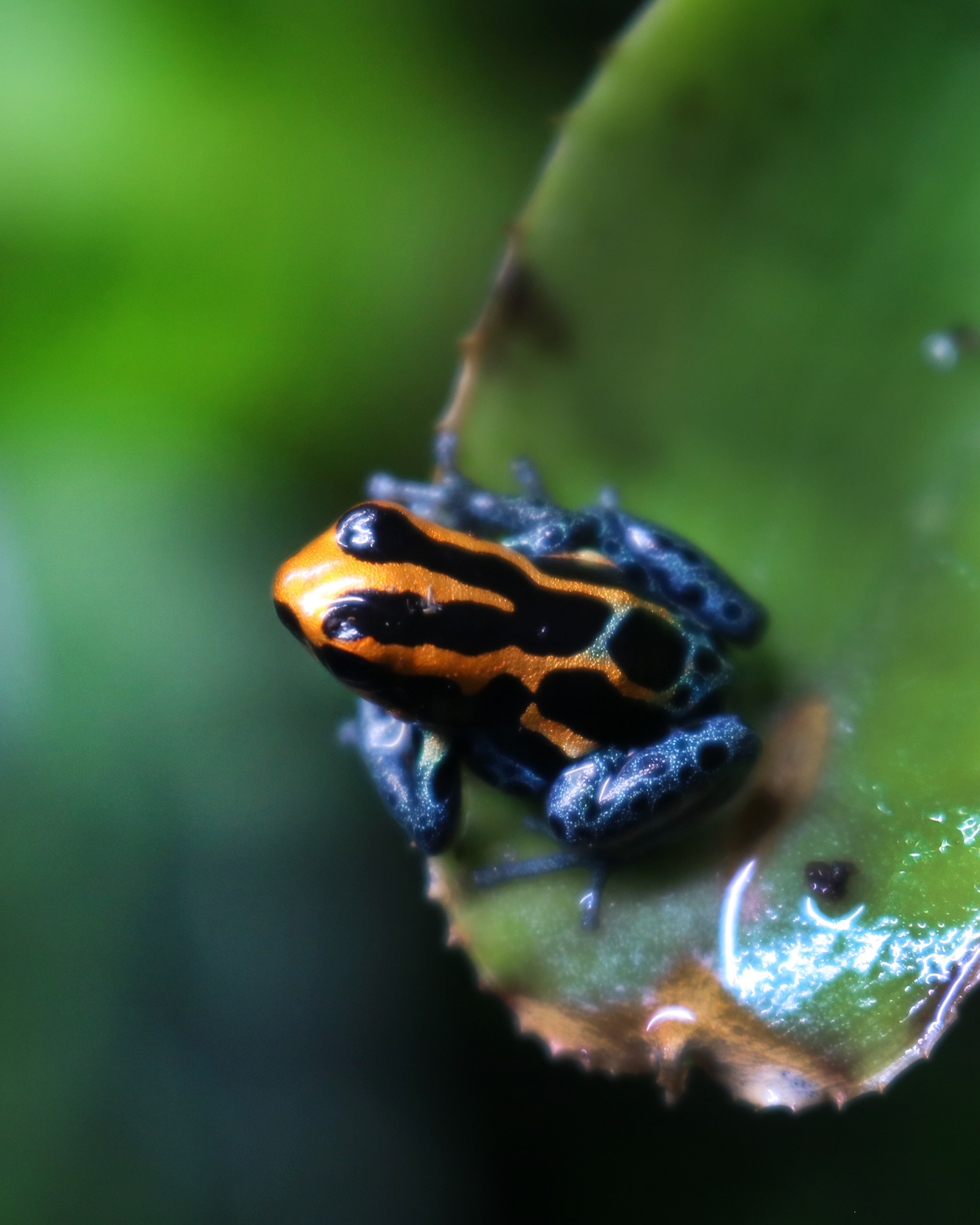 Ranitomeya amazonica iquitos - ToxFrogs Shop