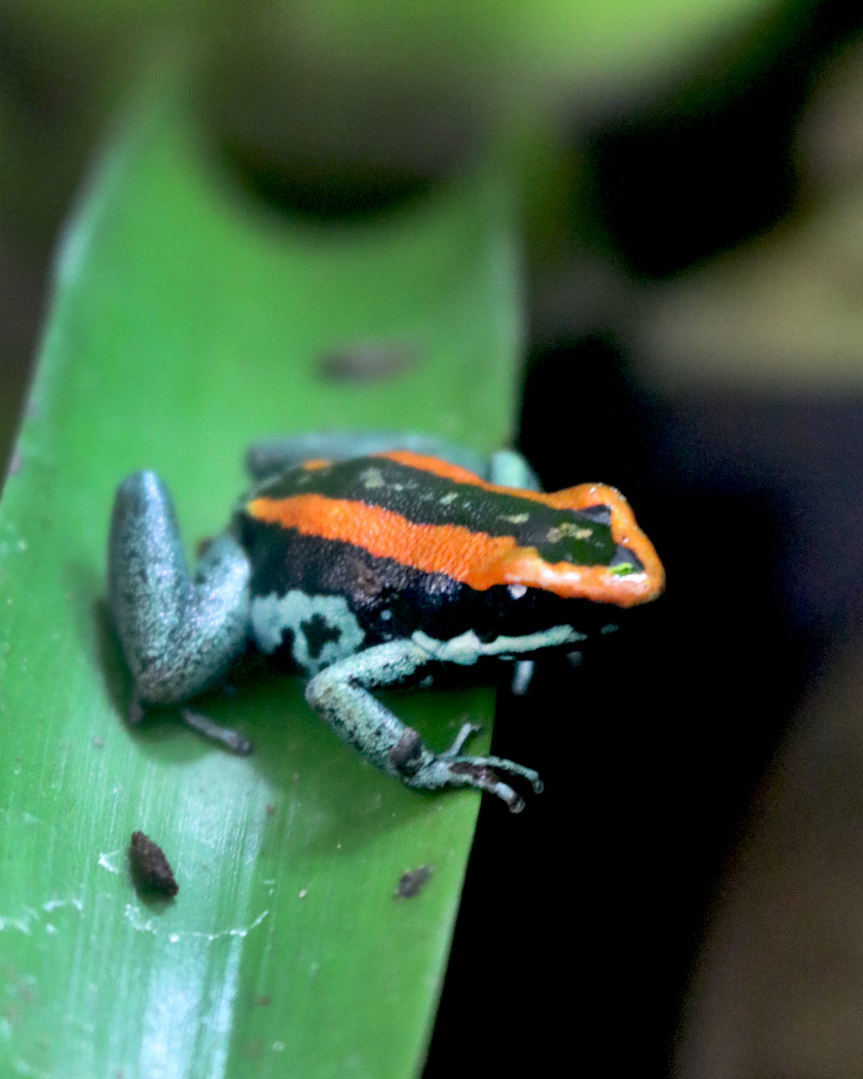 Phyllobates Vittatus adult - ToxFrogs Shop