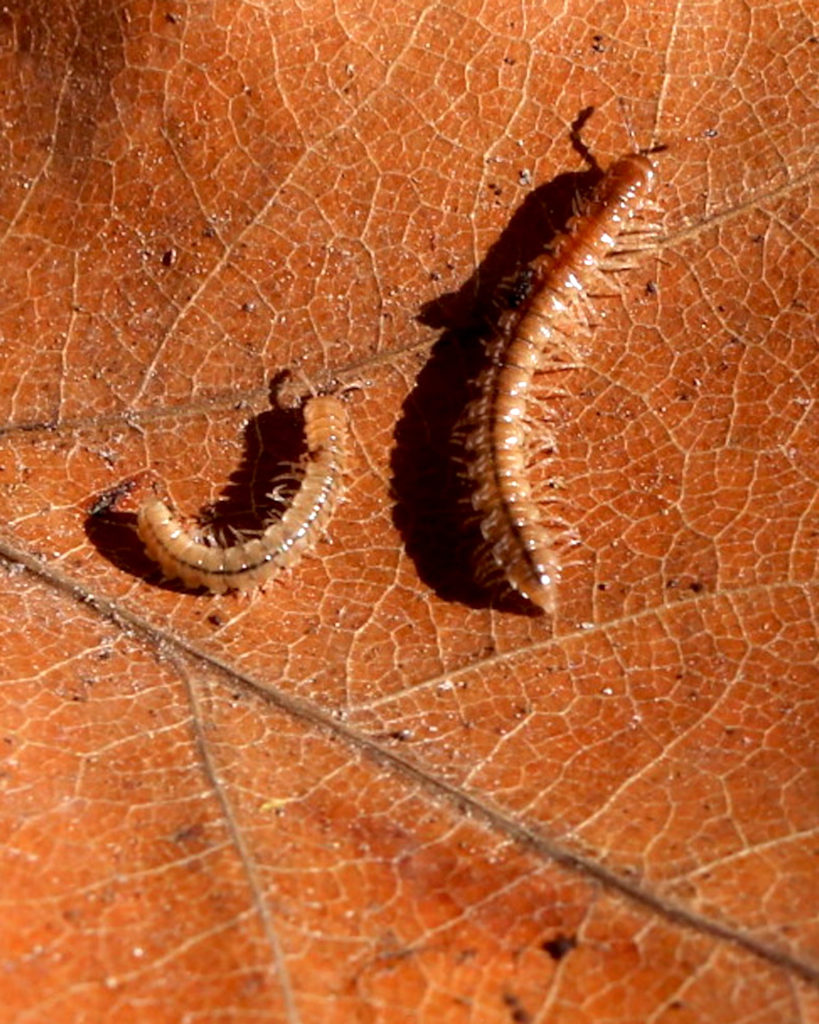 Myriapoda ToxFrogs Shop