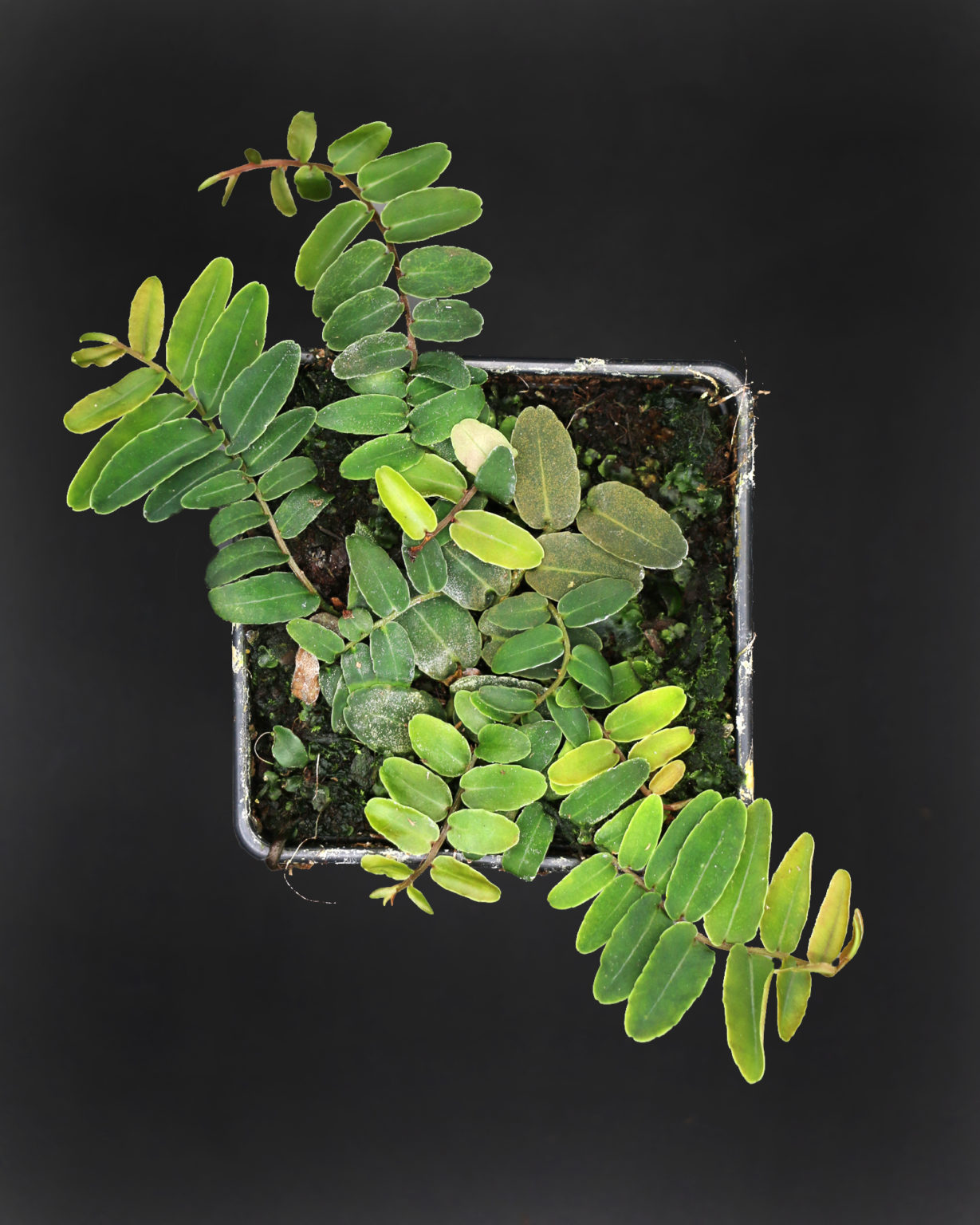 Marcgravia species - ToxFrogs Shop