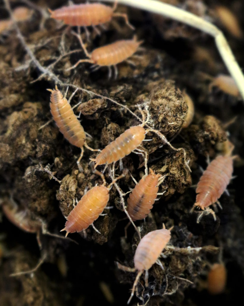 Porcellionides pruinosus 