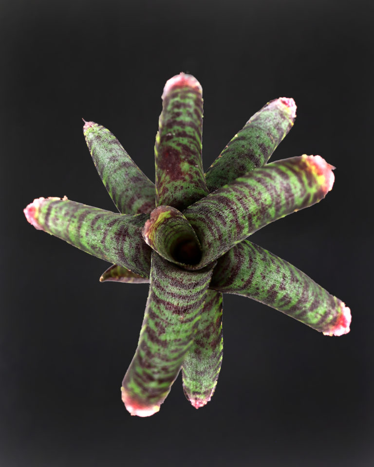 Neoregelia x punctatissima ToxFrogs Shop