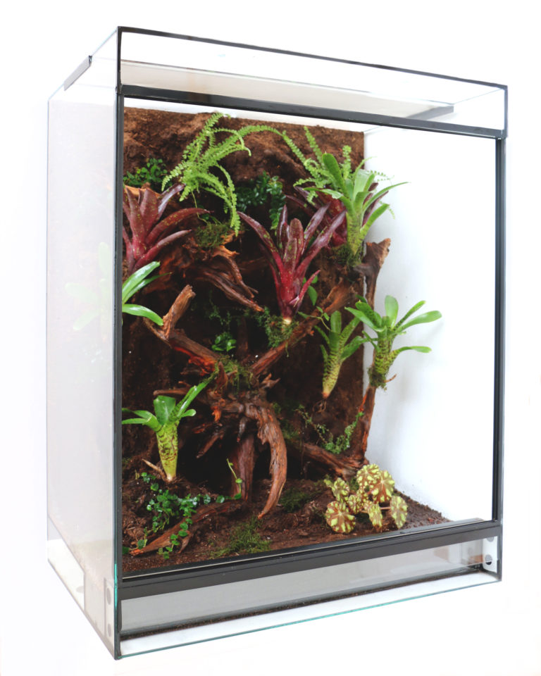 Dendrobaten Terrarium mit Terrawall + Design integrierte Zierhölzer