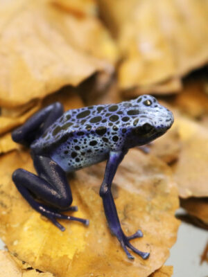 Dendrobates tinctorius Azureus
