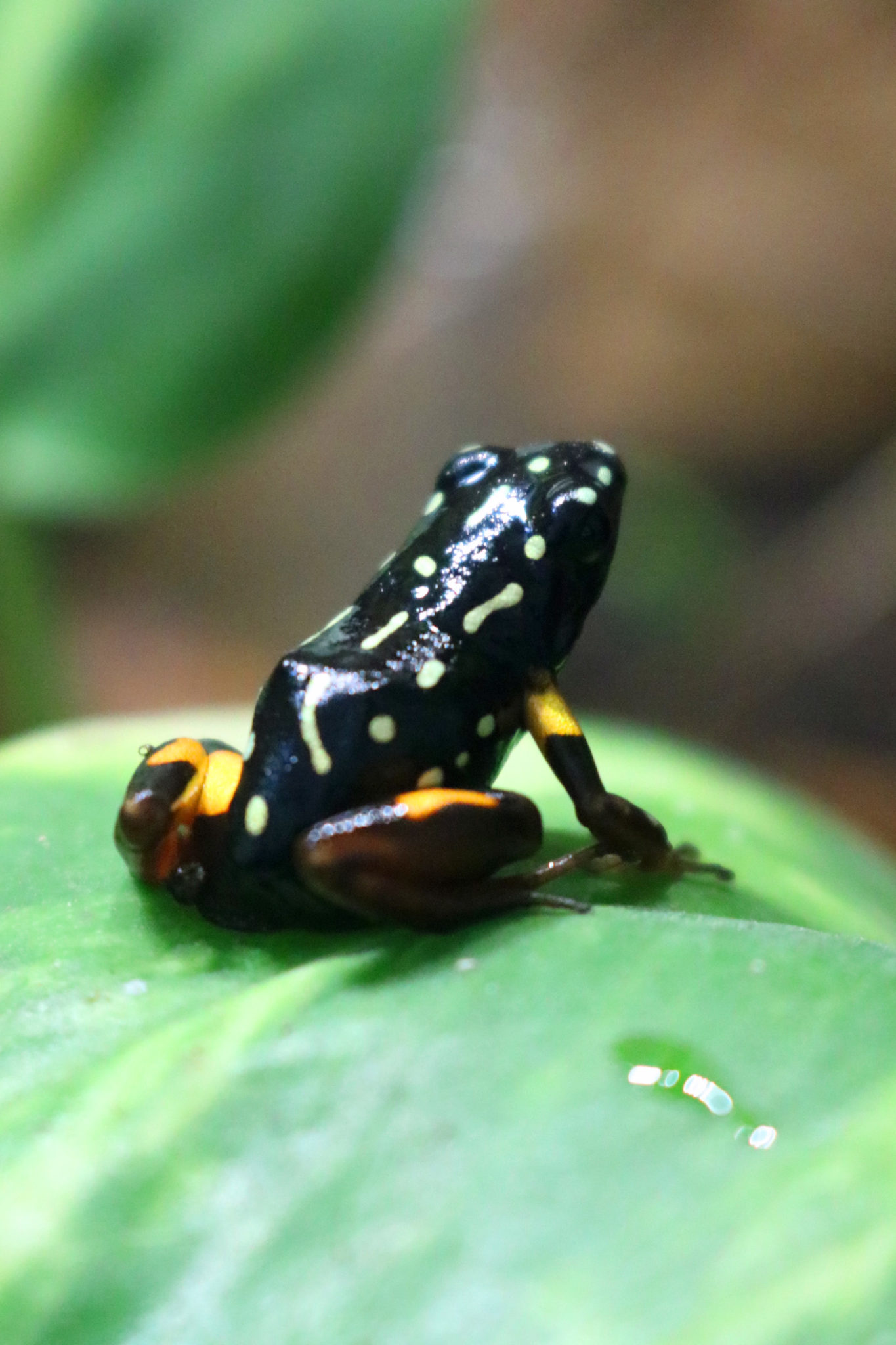 Adelphobates castaneoticus adult ToxFrogs Shop