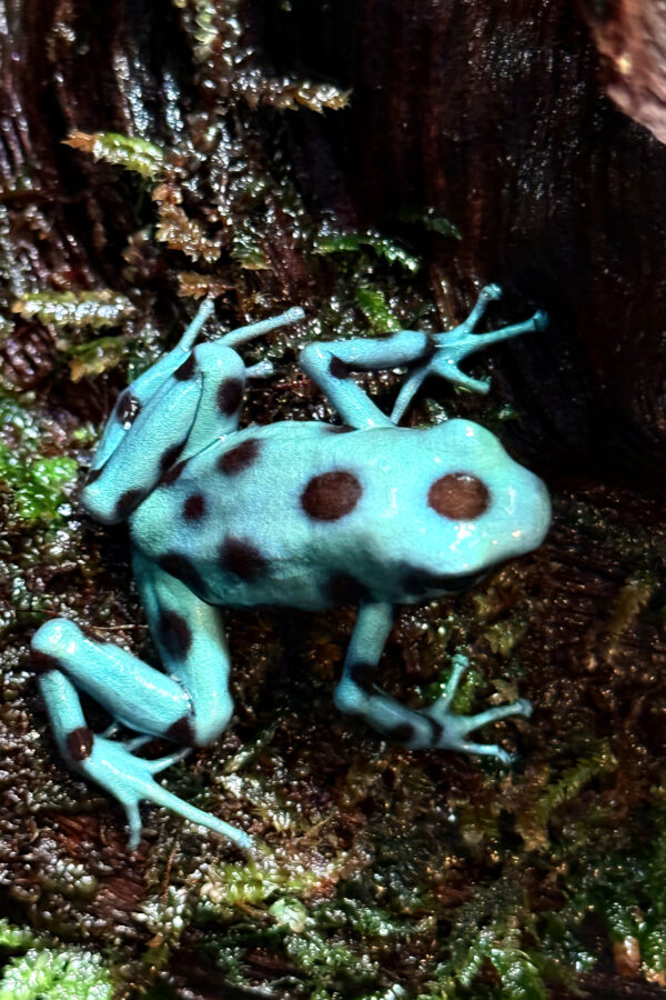 Dendrobates auratus “Microspot” adult