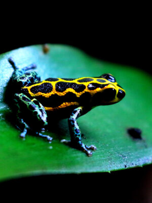 Ranitomeya imitator ”Chazuta“ Jungtier